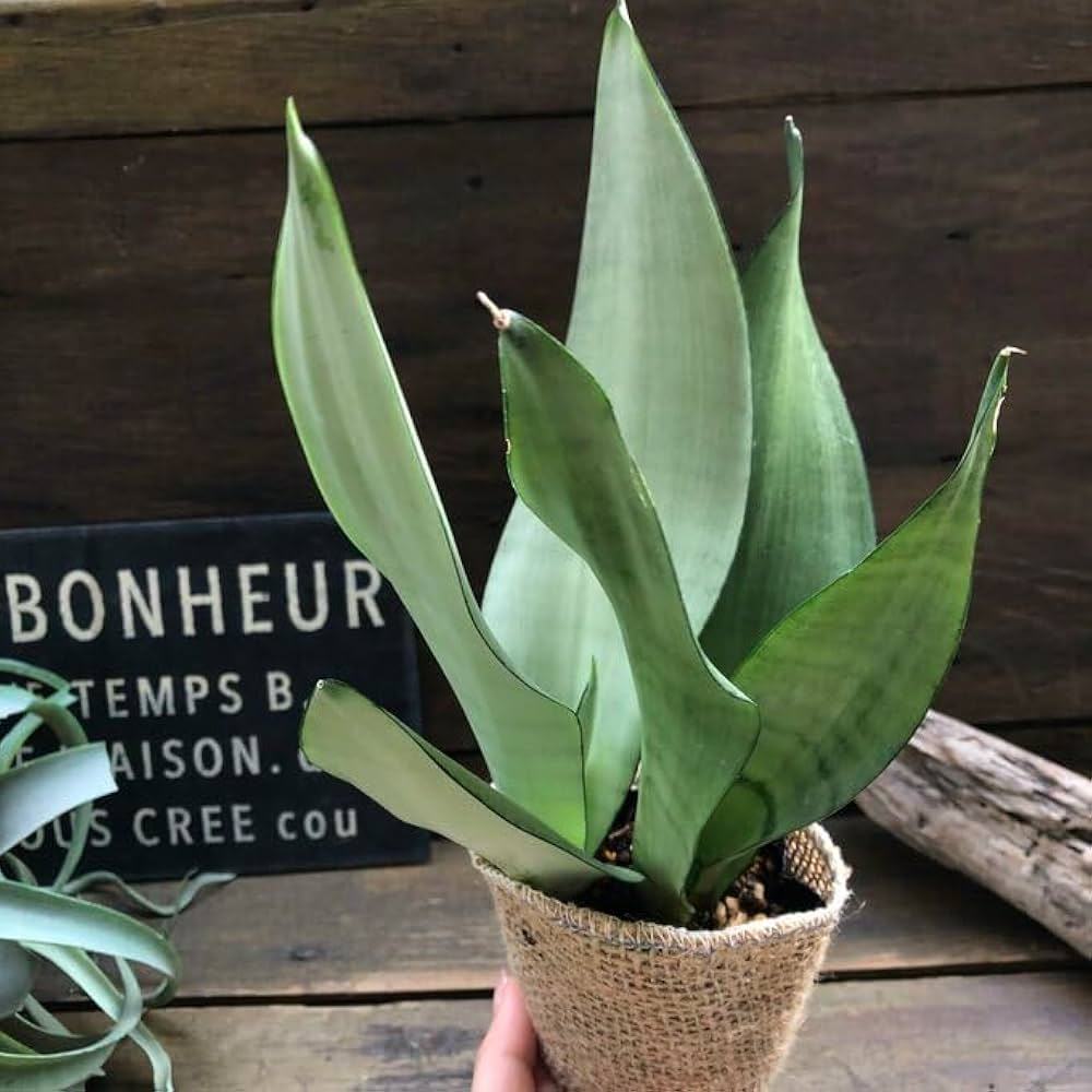 Amazon｜ムーンシャイン 超希少 サンスベリア 観葉植物 空気清浄